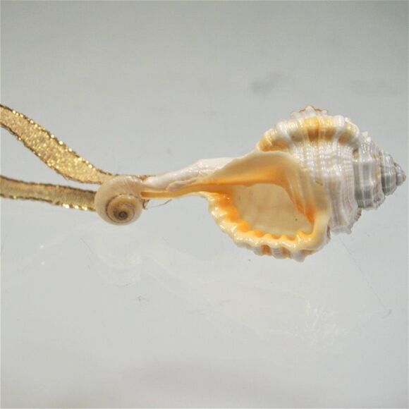 Vintage Conch Seashell Christmas Ornament Ocean Nature Nautical - Picture 5 of 8